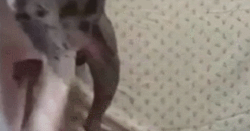 2021外國女人和狗WOGIF:女人和狗到底得罪誰了？